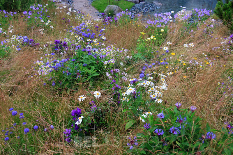 World Garden.  Швейцарский альпийский сад