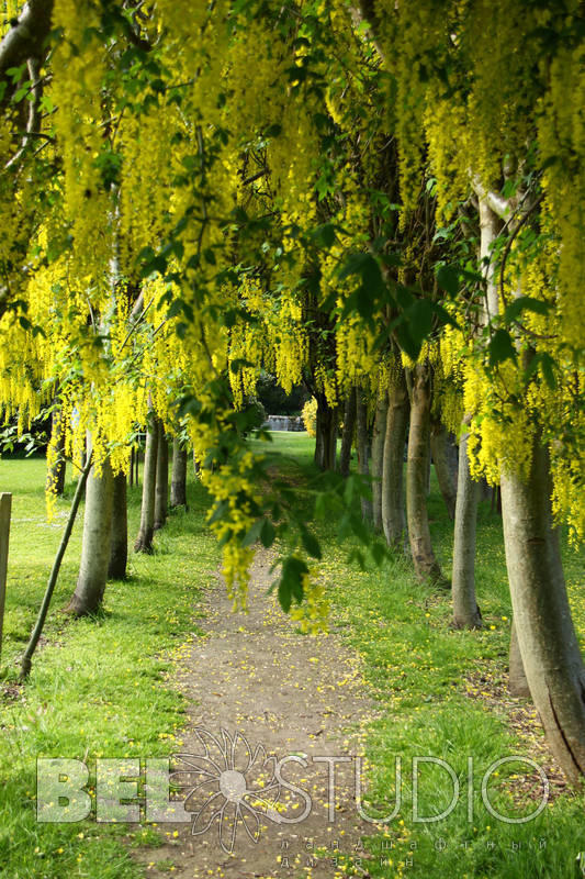 Scone Palace Gardens. Тунель из ракитника.  