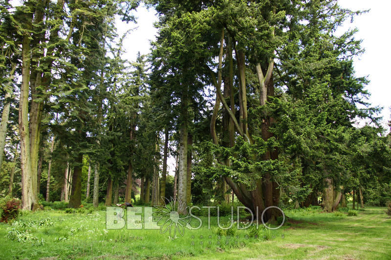 Glamis Castle Gardens. Хвойный дендрарий  