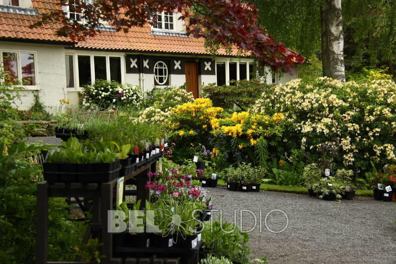 Branklyn Garden.  Шотландия.Перт