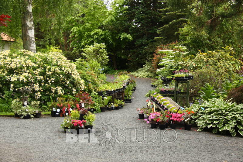 Branklyn Garden.  (Сад Бранклин) Шотландия.Перт