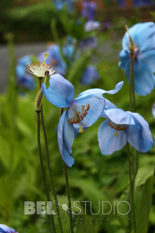 Branklyn Garden.  Шотландия.Перт