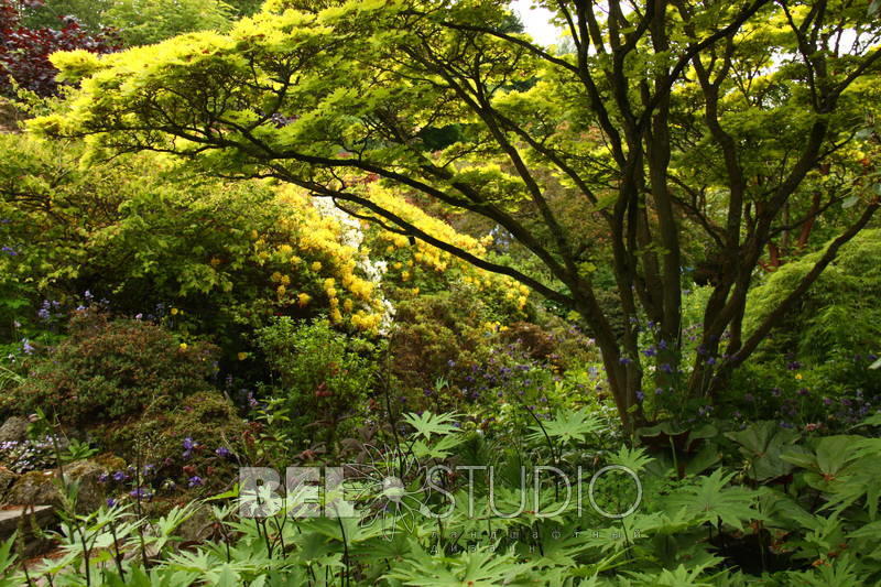 Branklyn Garden.  Шотландия. Перт