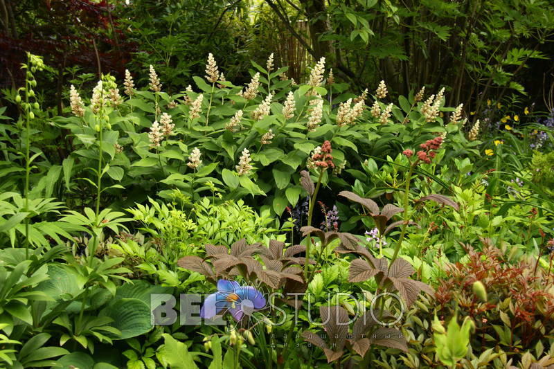 Branklyn Garden.  Шотландия. Перт