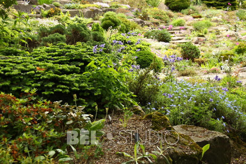 Branklyn Garden.  Шотландия. Перт