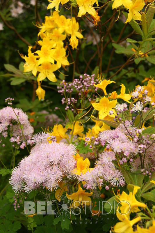 Branklyn Garden.  Шотландия. Перт