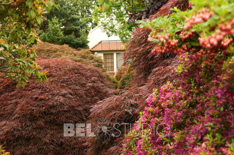 Branklyn Garden.  Шотландия. Перт