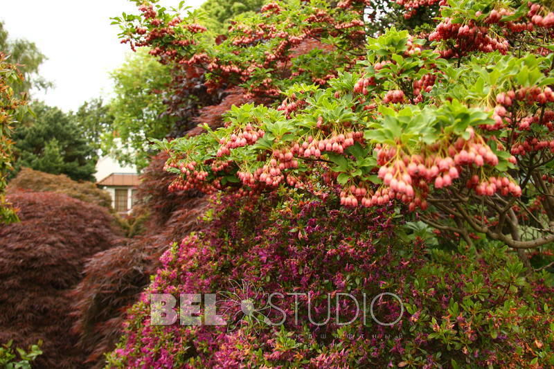 Branklyn Garden.  Шотландия. Перт