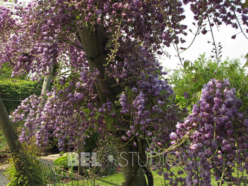 Merriments Gardens. Англия