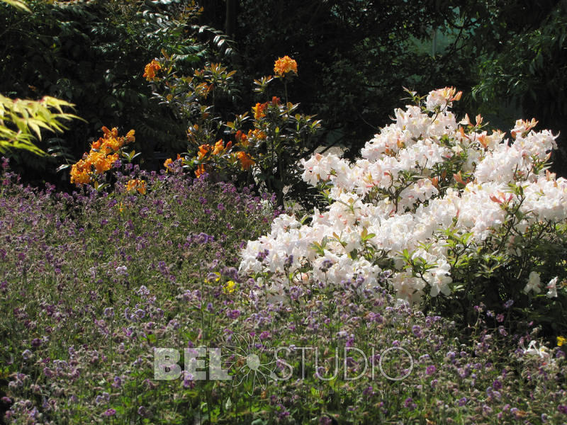 Merriments Gardens. Англия