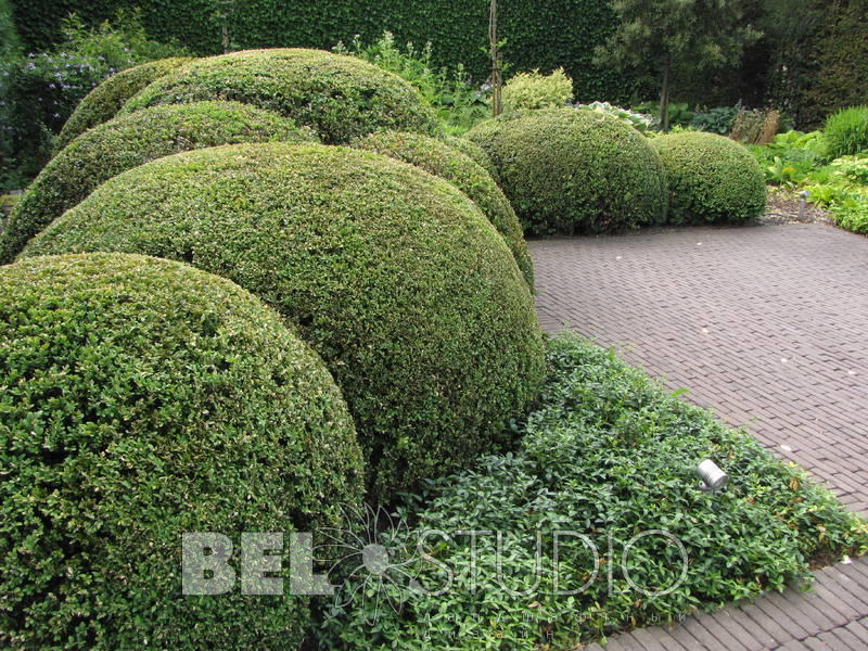 Topiary. Бельгия