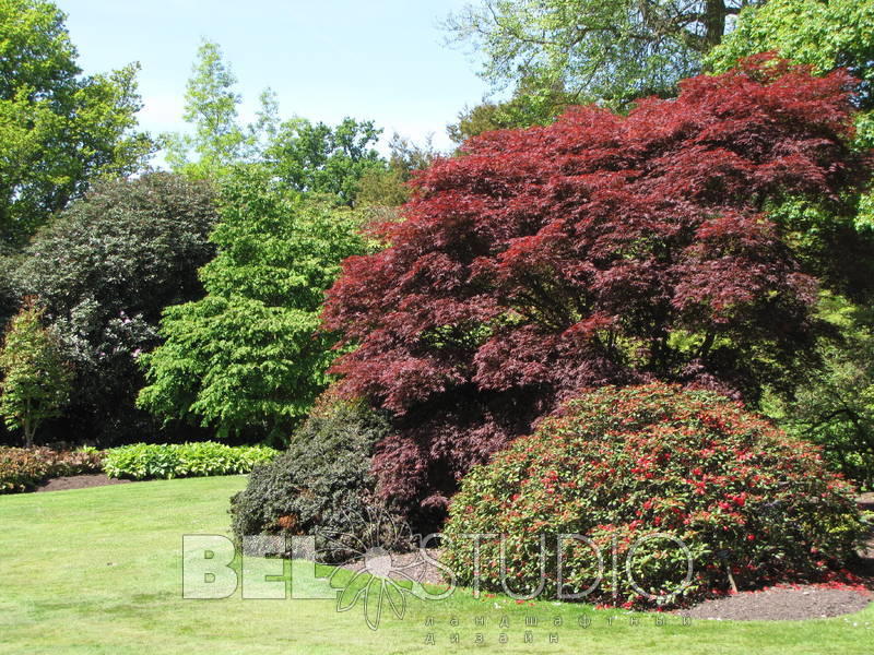 Savill Garden.Англия