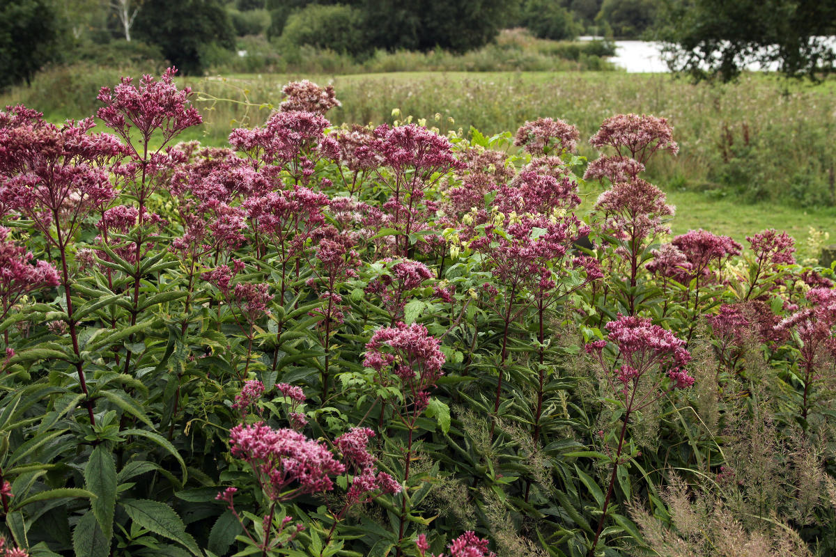 Пит Удольф Pensthorpe Millenium Gardens. Сад Миллениум