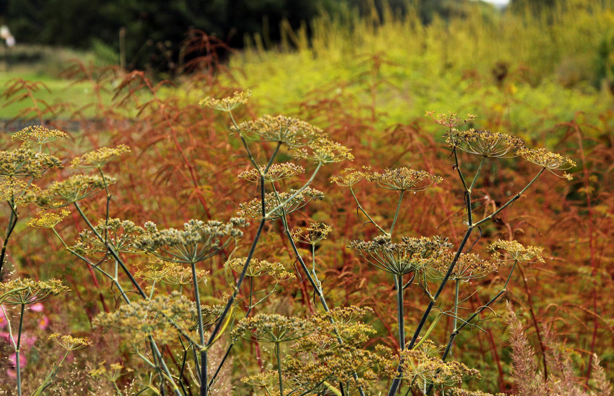 Pensthorpe Millenium Gardens. Сад Миллениум. Дизайнер Пит Удольф