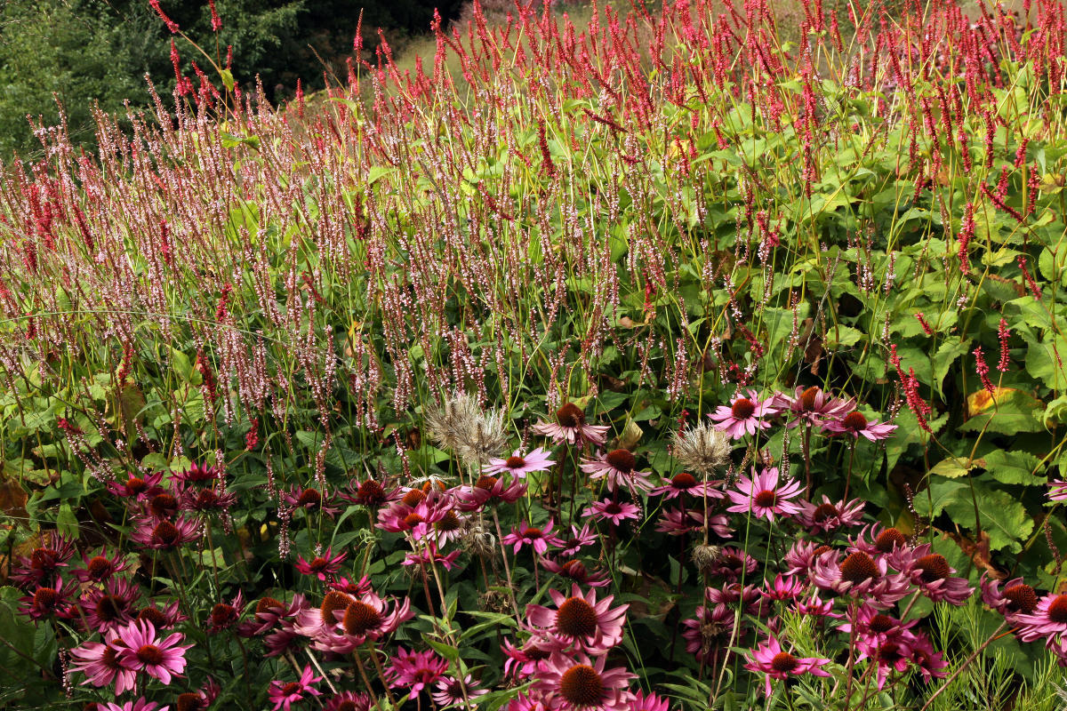 Пит Удольф Pensthorpe Millenium Gardens. Сад Миллениум