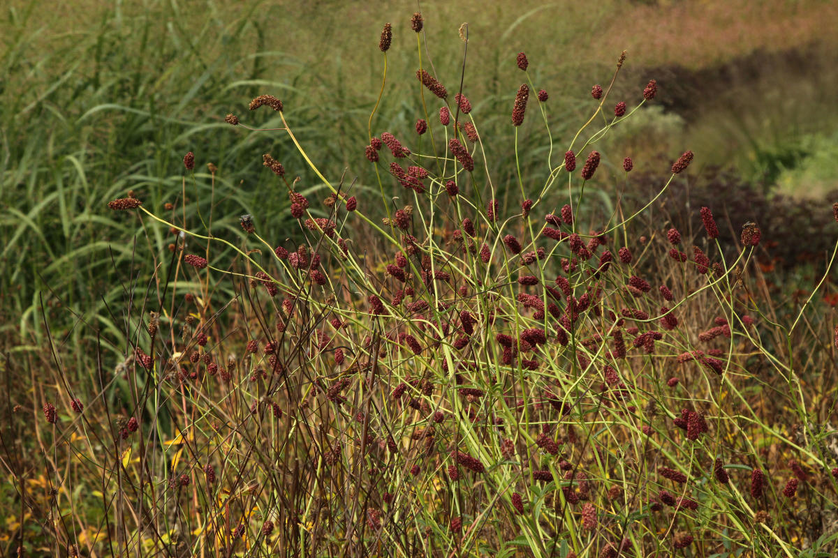 Pensthorpe Millenium Gardens. Сад Миллениум. Дизайнер Пит Удольф