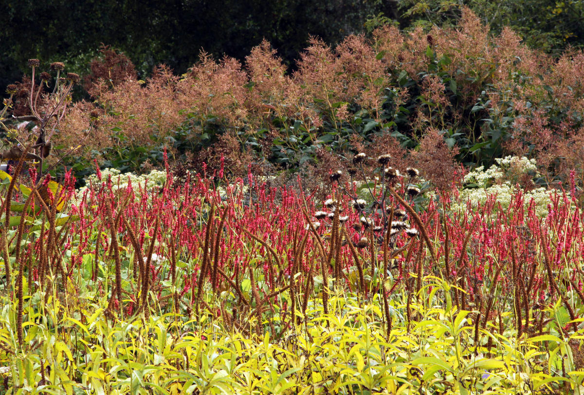 Pensthorpe Millenium Gardens. Сад Миллениум. Дизайнер Пит Удольф