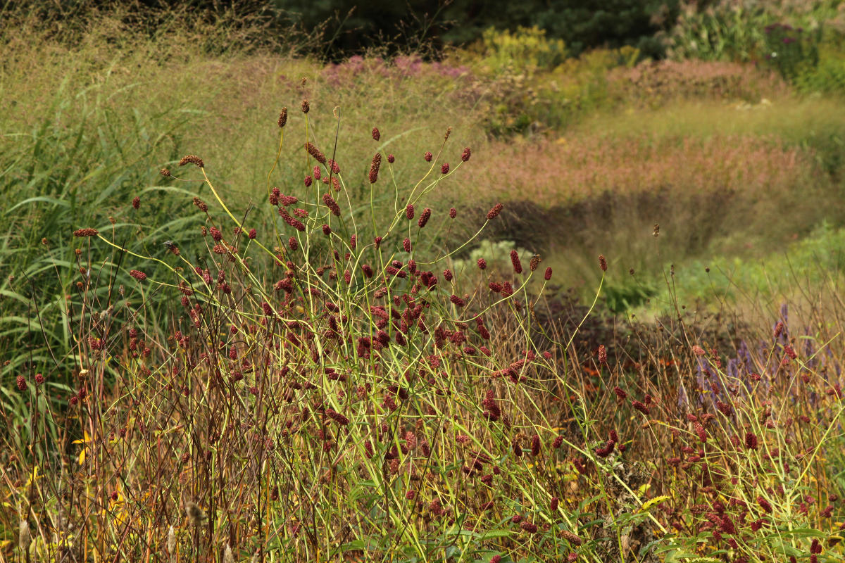 Пит Удольф Pensthorpe Millenium Gardens. Сад Миллениум