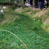 Show Garden. The Badger Beer Garden 