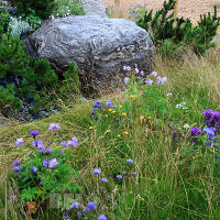 World Garden.  Швейцарский альпийский сад