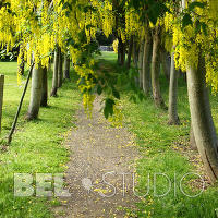 Scone Palace Gardens. Тунель из ракитника.  