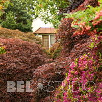 Branklyn Garden (Сад Бранклин) Перт