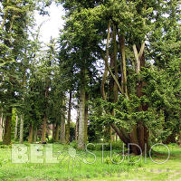 Хвойный дендрарий. Glamis Castle Gardens