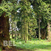 Хвойный дендрарий. Glamis Castle Gardens 