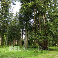 Glamis Castle Gardens. Хвойный дендрарий  