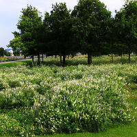 Thames Barrier Park. Лондон.