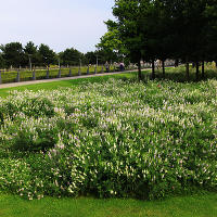 Thames Barrier Park. Лондон.