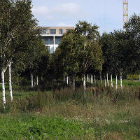 Thames Barrier Park. Лондон. осень, сентябрь