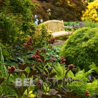 Branklyn Garden.  (Сад Бранклин) Шотландия.Перт