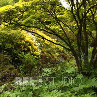 Branklyn Garden.  Шотландия. Перт