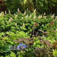 Branklyn Garden.  Шотландия. Перт