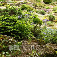 Branklyn Garden.  Шотландия. Перт