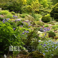 Branklyn Garden.  Шотландия. Перт