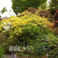 Branklyn Garden.  (Сад Бранклин) Шотландия.Перт