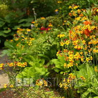 Branklyn Garden.  Шотландия. Перт