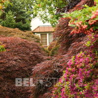 Branklyn Garden.  Шотландия. Перт