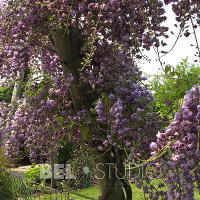 Merriments Gardens. Англия