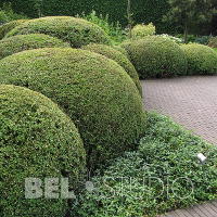 Topiary. Бельгия