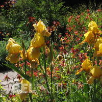 Sissinghurst Castle Garden. Англия