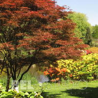 Savill Garden.Англия