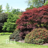 Savill Garden.Англия