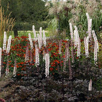 Пит Удольф Pensthorpe Millenium Gardens. Сад Миллениум