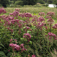 Пит Удольф Pensthorpe Millenium Gardens. Сад Миллениум