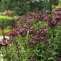 Pensthorpe Millenium Gardens. Сад Миллениум. Дизайнер Пит Удольф