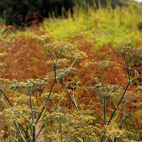 Pensthorpe Millenium Gardens. Сад Миллениум. Дизайнер Пит Удольф