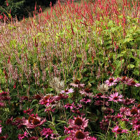 Пит Удольф Pensthorpe Millenium Gardens. Сад Миллениум